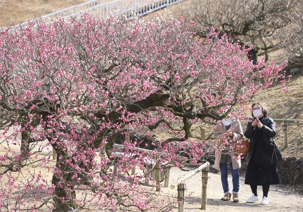 日本各地櫻花盛開、梅花提前綻放　各地景點氣溫回暖吸大批賞花人潮