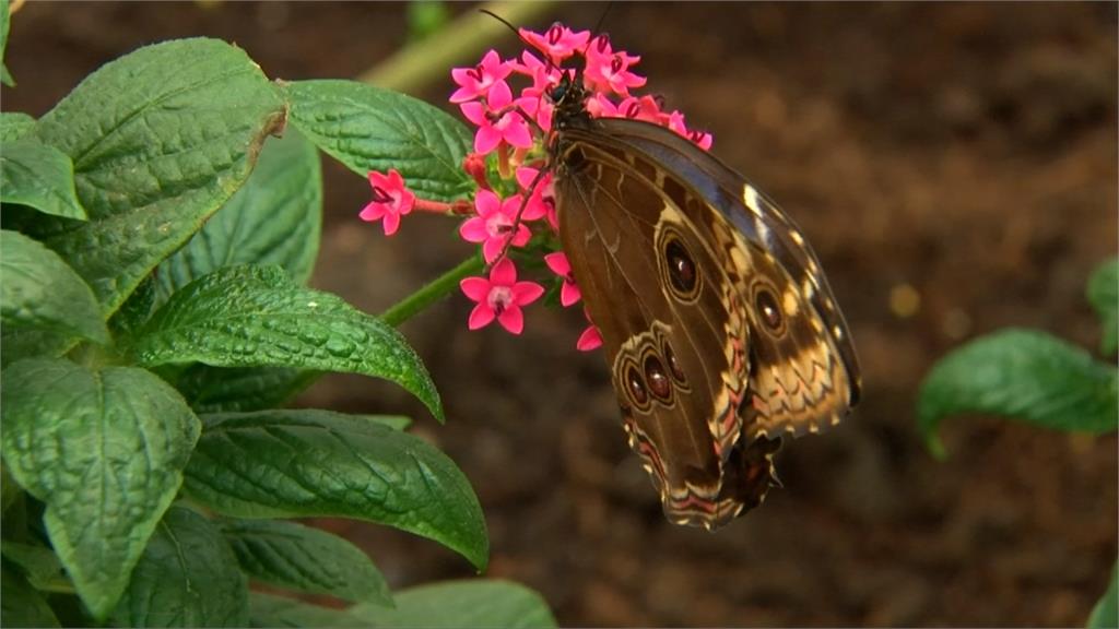 英國去年夏季熱到破紀錄  意外促進蝴蝶繁殖