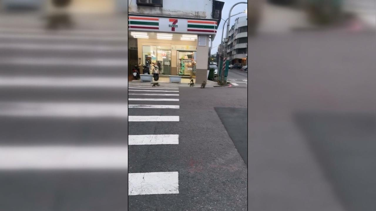 獼猴大軍又現蹤! 高雄壽山大猴帶小猴下山吃早餐