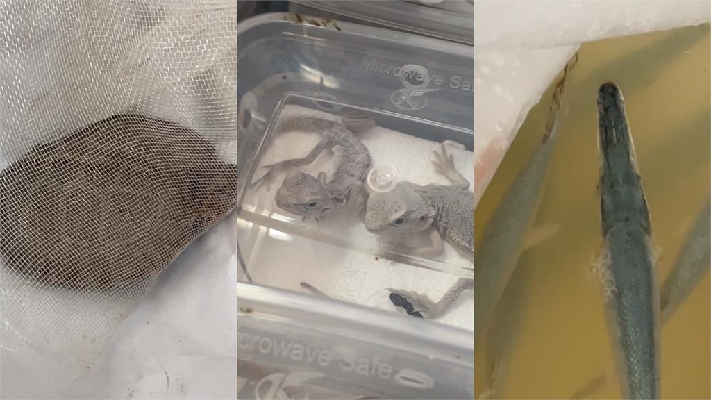 假捕魚真走私！金門海巡查獲大量香菇、烏龜、蜥蜴