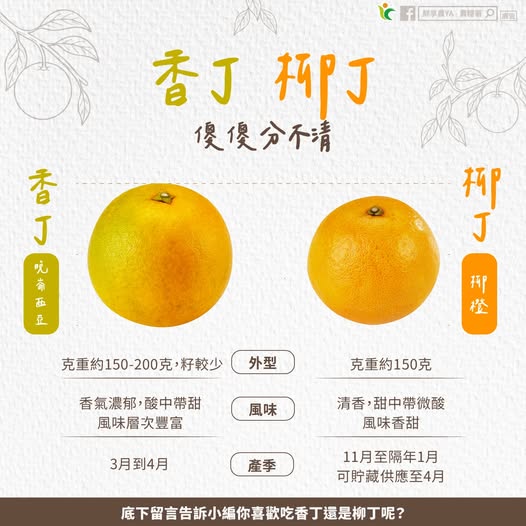 柳丁、香丁分不清?一張圖教你變專家:這款「香氣爆棚」正盛產
