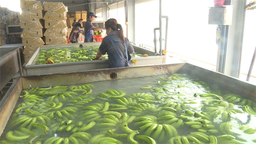 農糧署與日商簽訂單 年底前500公噸香蕉銷往日本