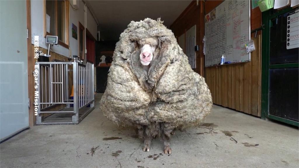 流浪多年綿羊長成這樣 剃掉羊毛重35公斤