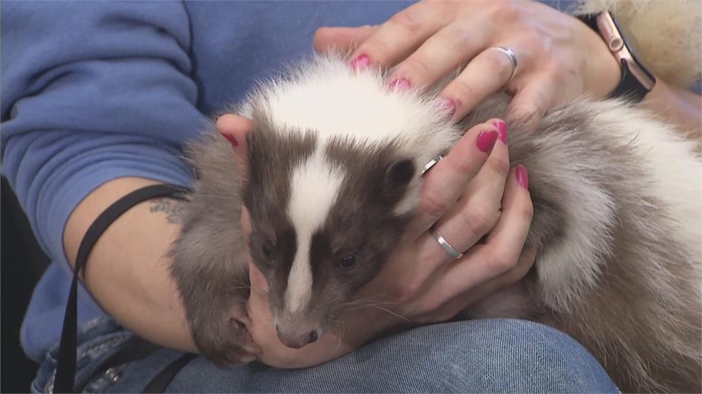 超療癒！養臭鼬當「陪伴寵物」　飼主：牠帶來許多快樂