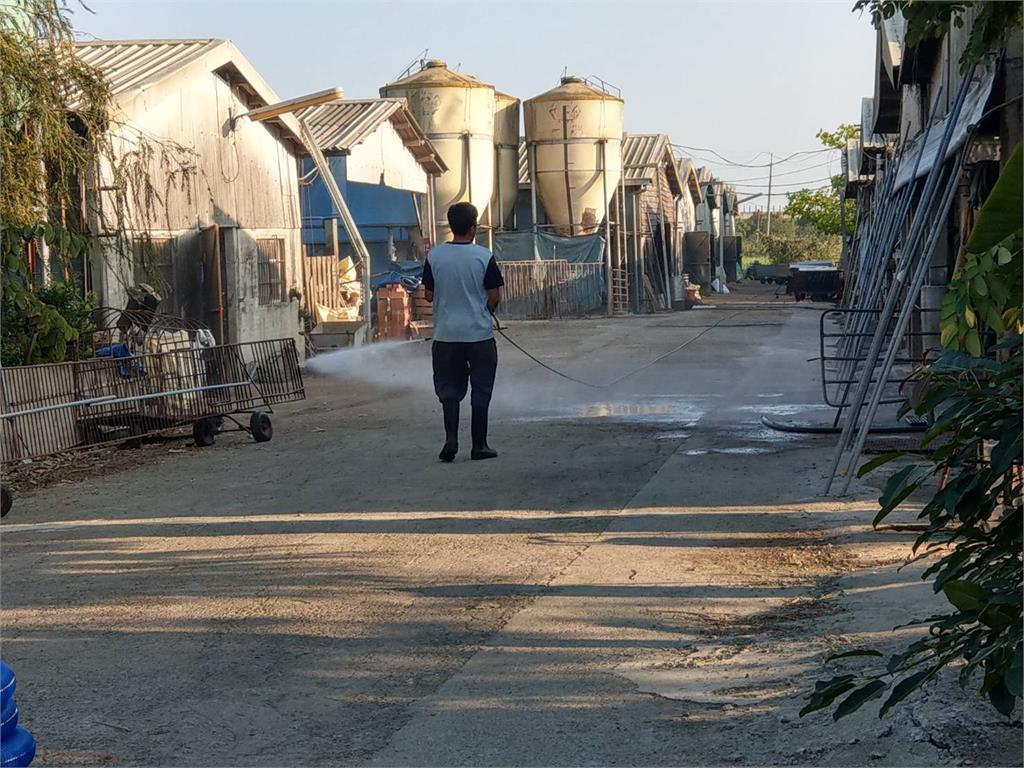 白河業者違規餵廚餘養豬　台南市府怒轟挑戰公權力重罰120萬元