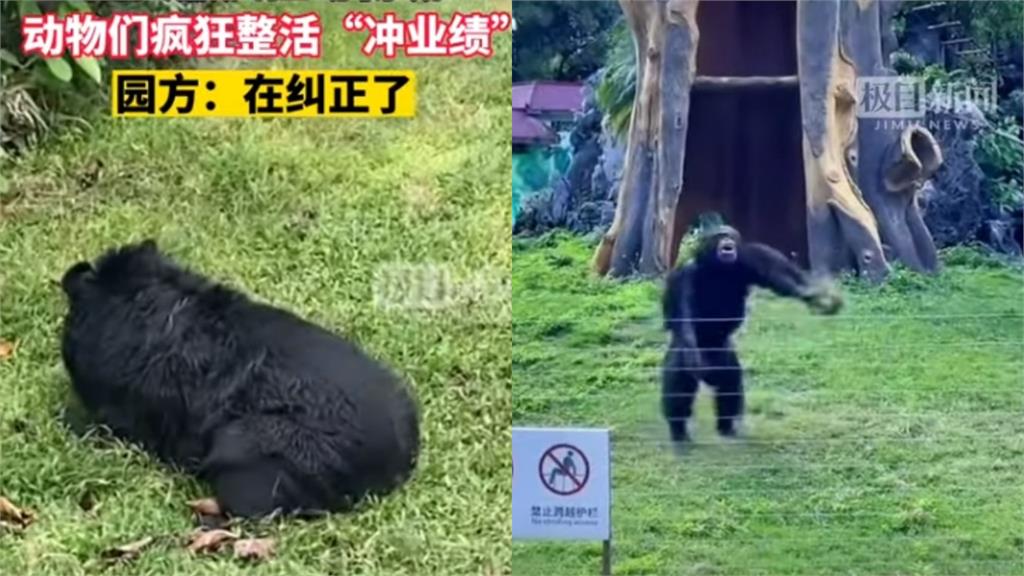 動物園全是工讀生？「黑熊扭屁屁、猩猩拔草丟人」網看傻：沒1個正經