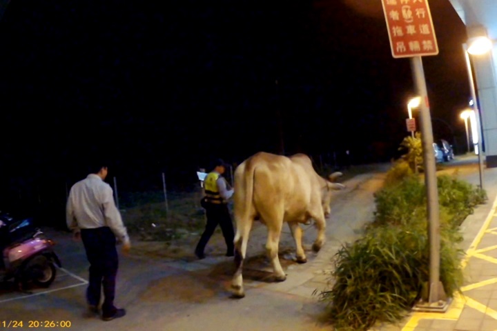 馬路驚見「大黃牛」！暖警伯伯帶牛回主人家