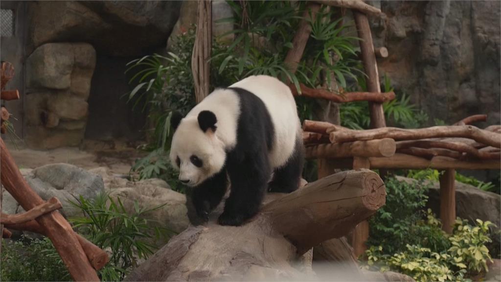 香港大貓熊龍鳳胎寶寶　出生滿100天園方辦慶祝活動
