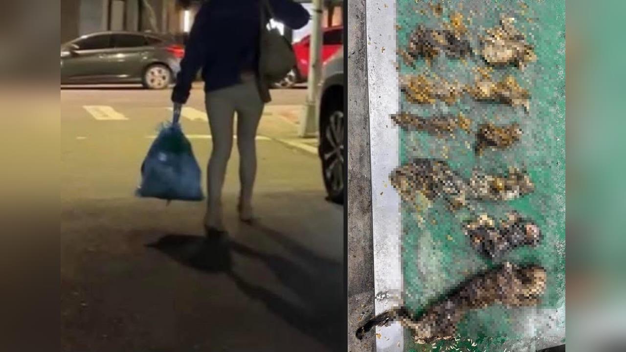 快新聞／北市信義區女子深夜拎兩袋貓屍遭抓包　網怒批動保處消極不作為