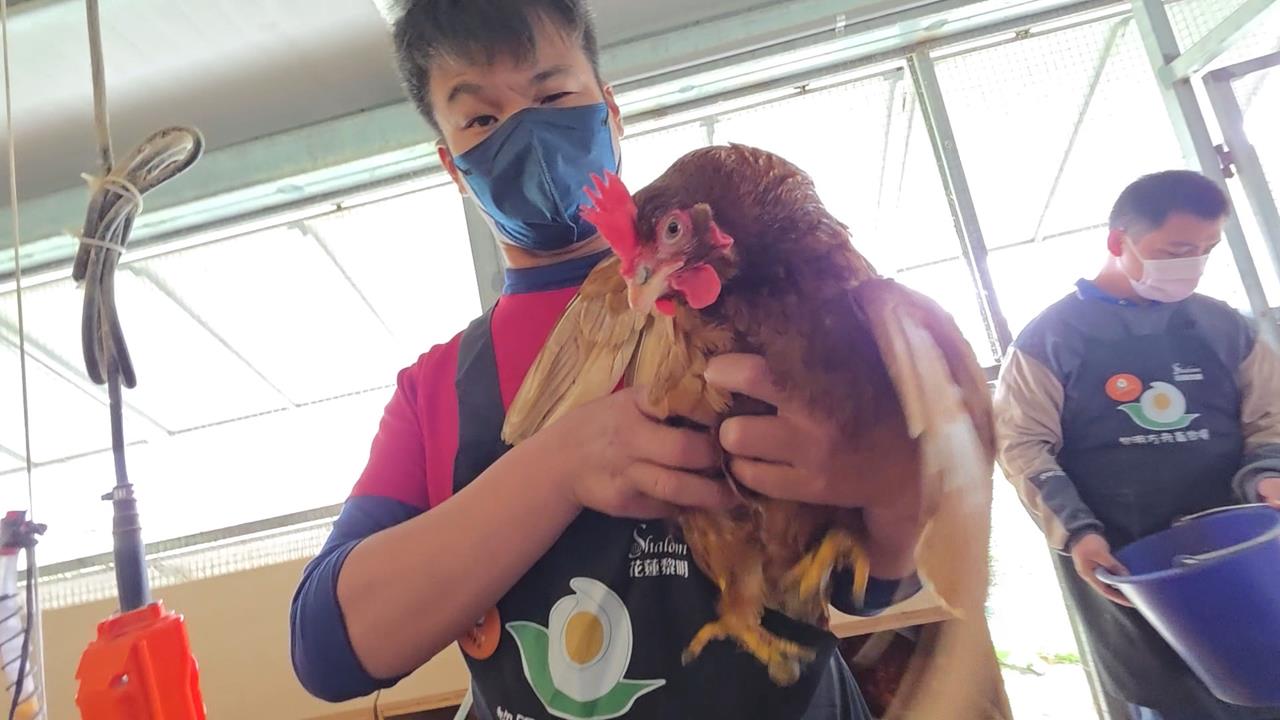 花蓮庇護蛋場庫存近７千顆　嚴重滯銷！業者盼社會關愛