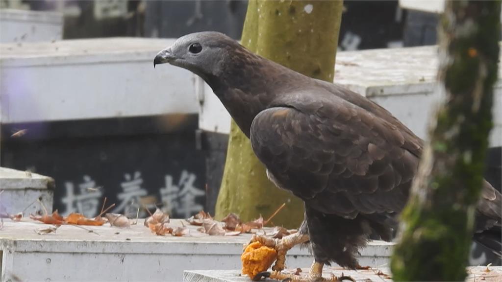 二級保育動物「蜂鷹」　呼朋引伴大啖蜂蜜、蜂蛹