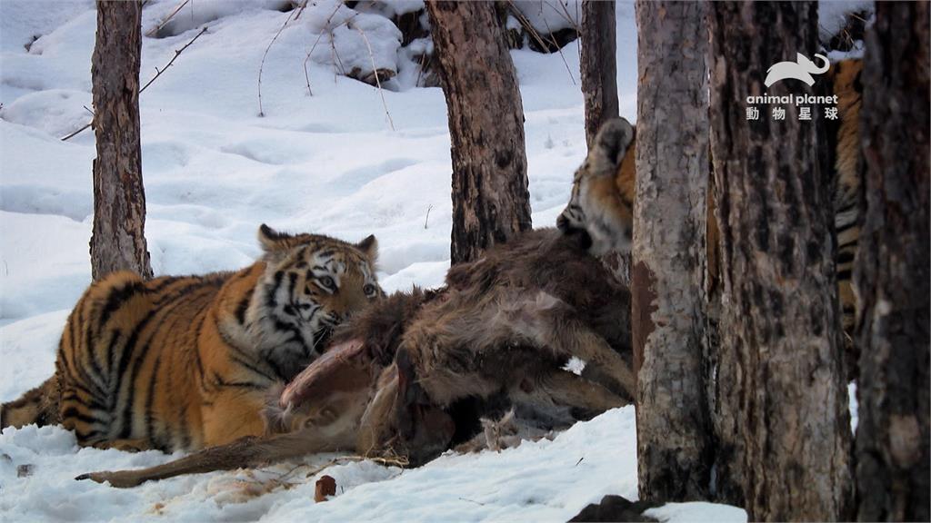 大貓徵召令！獅虎豹一次看個夠　《野地贏家》紀錄真實面貌