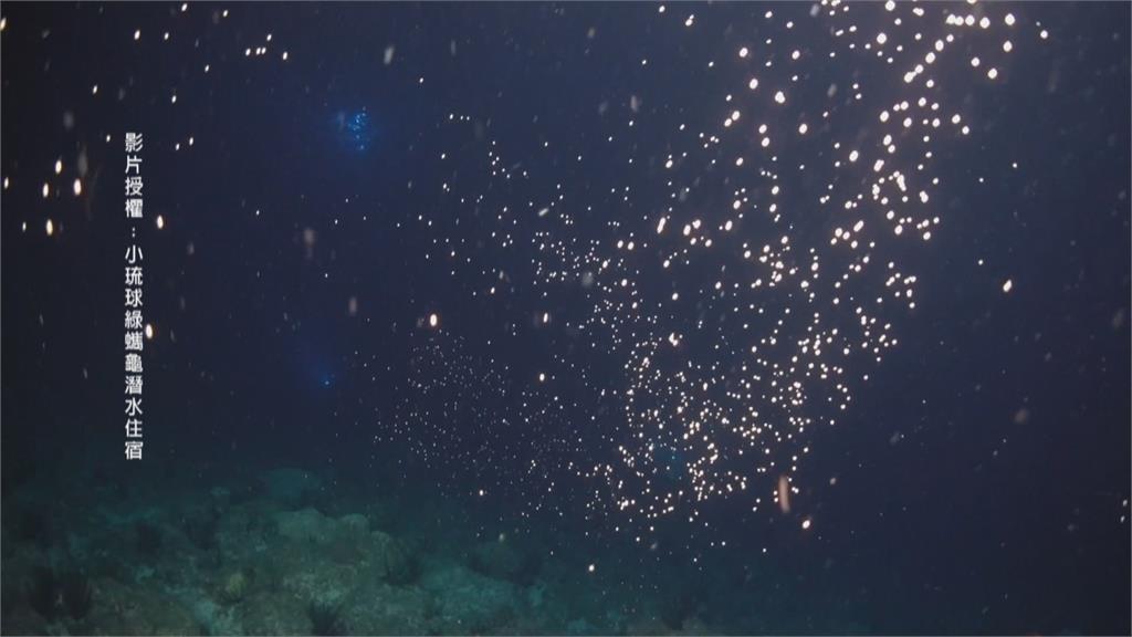墾丁珊瑚產卵季　粉紅泡泡成海底星空