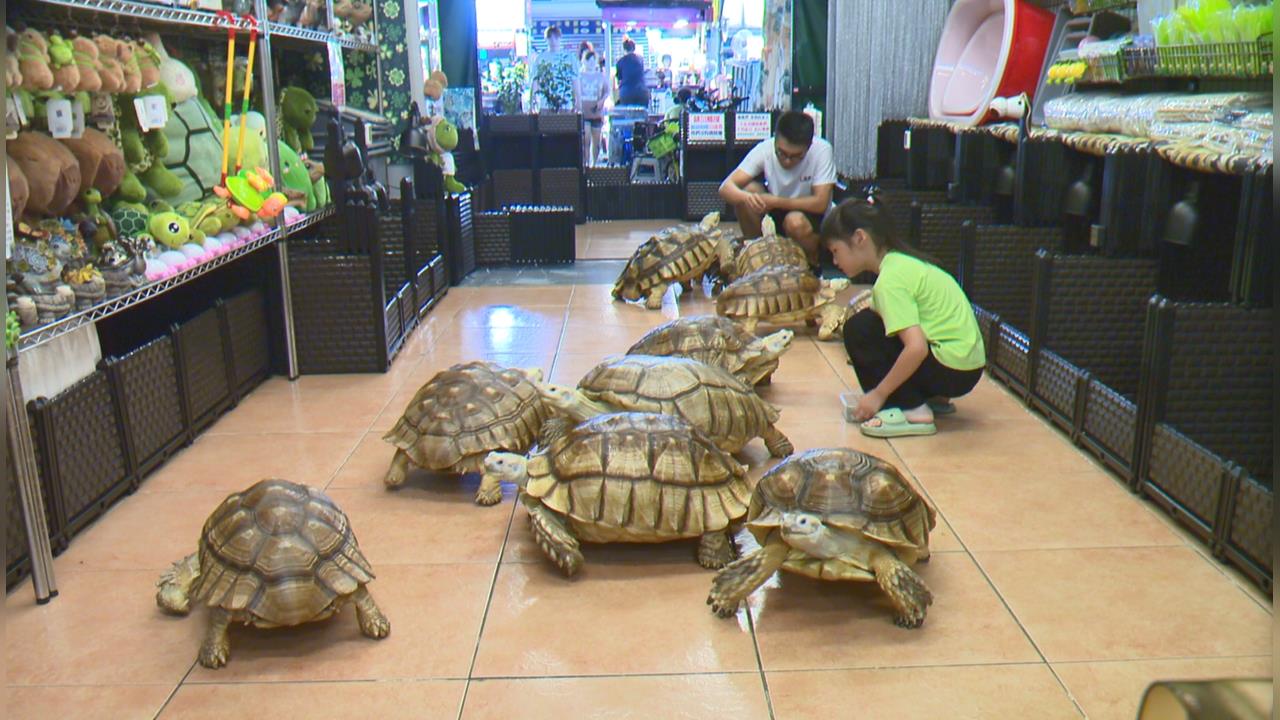 可愛！寵物用品店成陸龜收容所　每隻還有專屬小房間