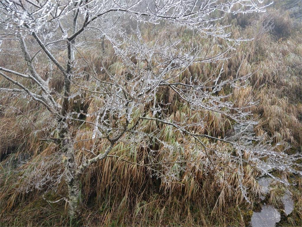 快新聞／寒流報到！宜蘭太平山樹葉結霜　氣溫0度未降雪