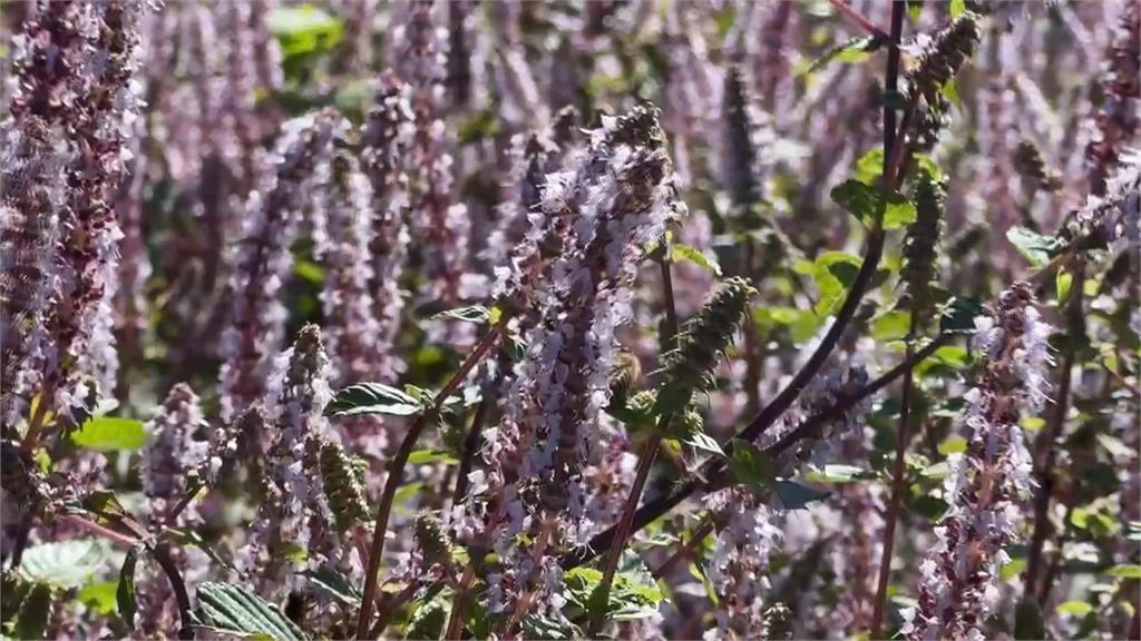 獅潭「仙草花節」盛大登場！　業者結合仙境夢遊主題推出特色料理