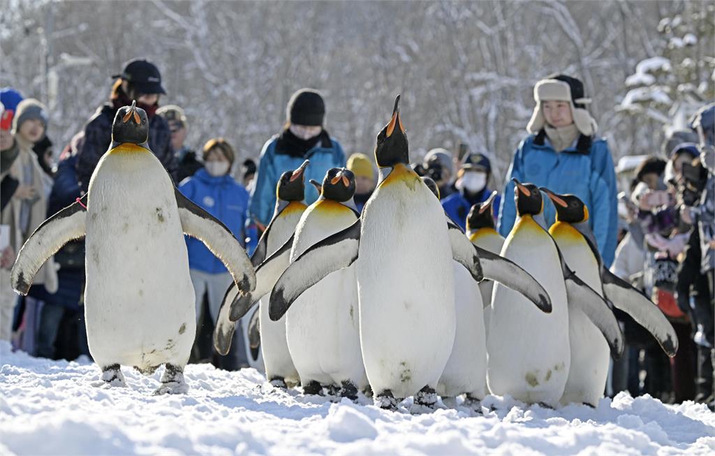 冬季限定！動物園帝王企鵝放風　遊客驚呼「太可愛」