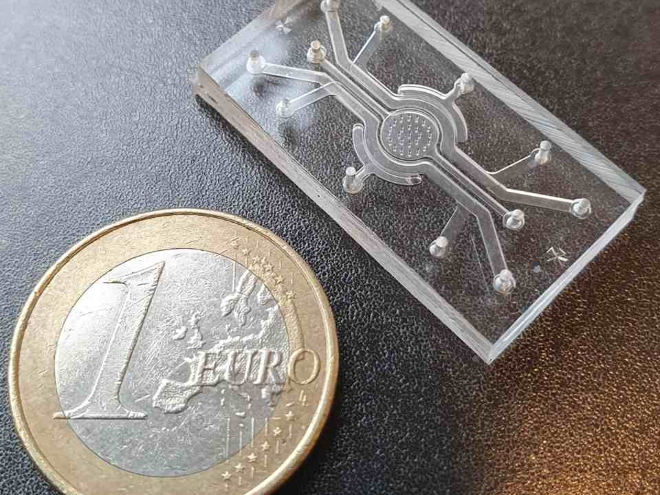 食物真的會影響大腦?科學家用「器官晶片」解碼腸道訊號