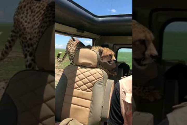 驚嚇！ 遊非洲大草原 獵豹跳上車抱椅背