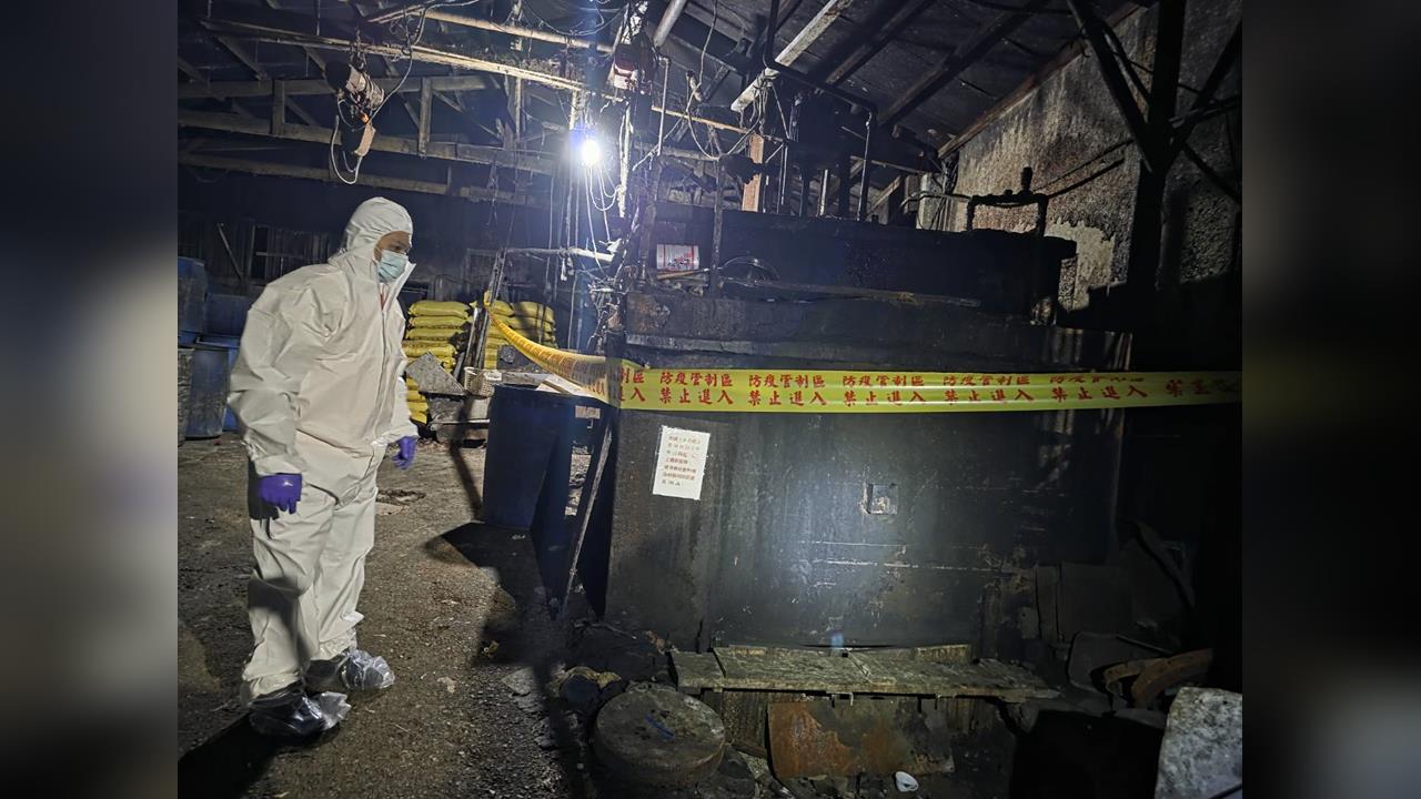 快新聞/不甩禁令?新北泰山某養豬場還在餵廚餘 遭查獲即刻封鎖、依法嚴懲