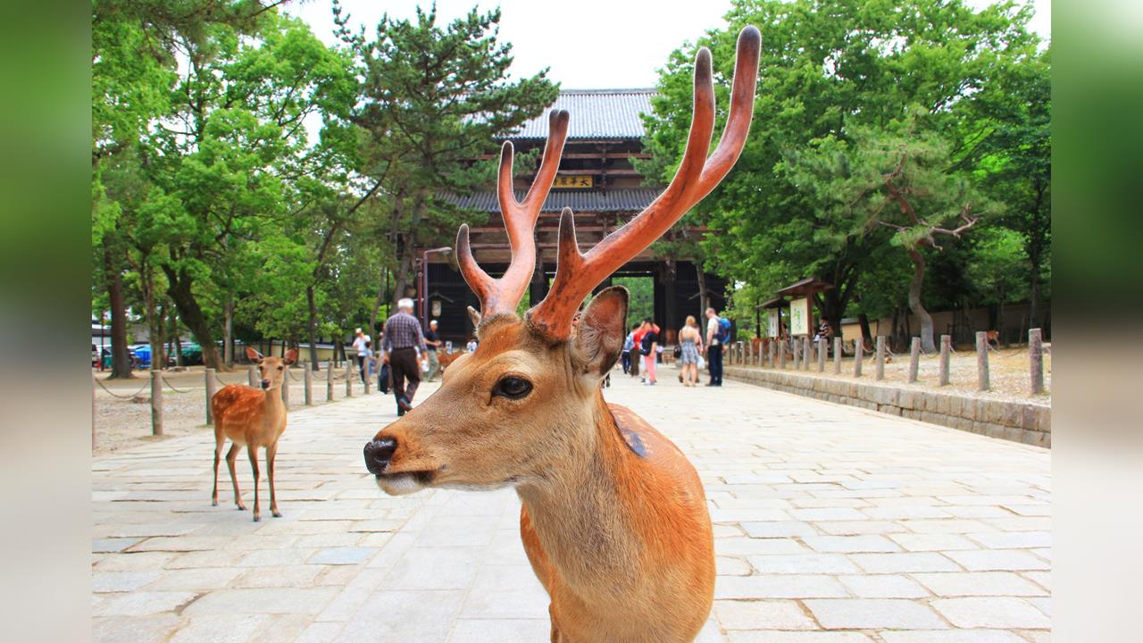奈良公園鹿群過度繁衍 部分遷徙20公里外東大阪