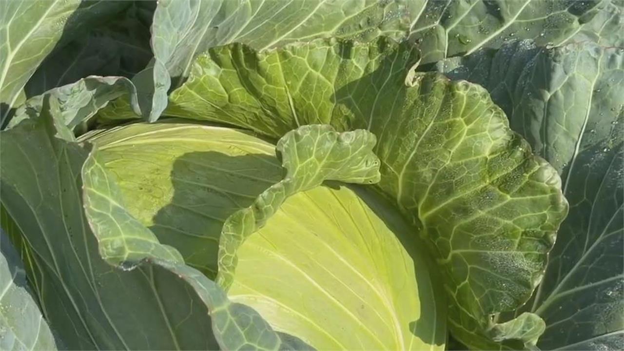 高麗菜「口感最差部位」才是精華?營養師揭「這樣煮」營養價值秒升級!