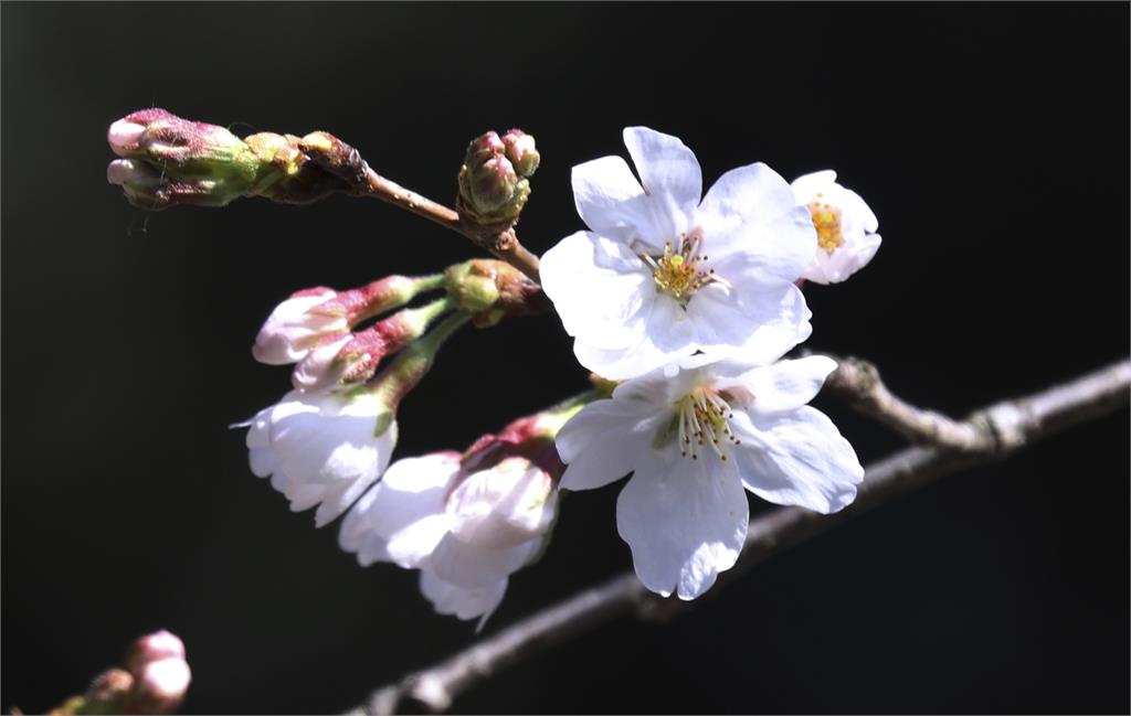 快新聞／「開花宣言」 東京2023年櫻花季來了！ 比往年平均早10天