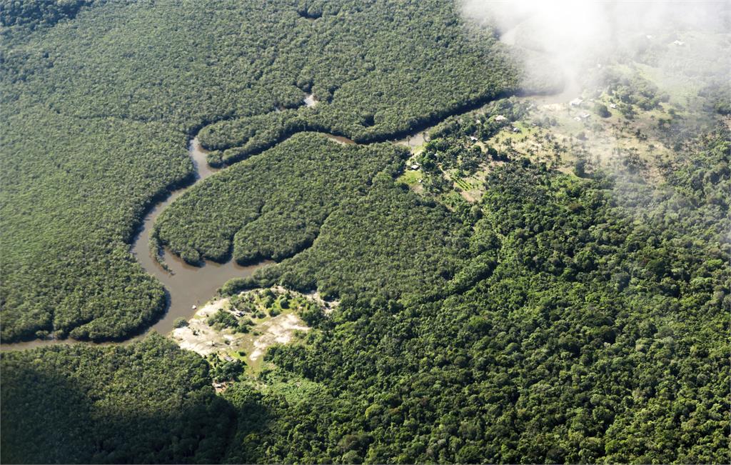 美智庫調查：2022年巴西原始熱帶森林損失增加15%