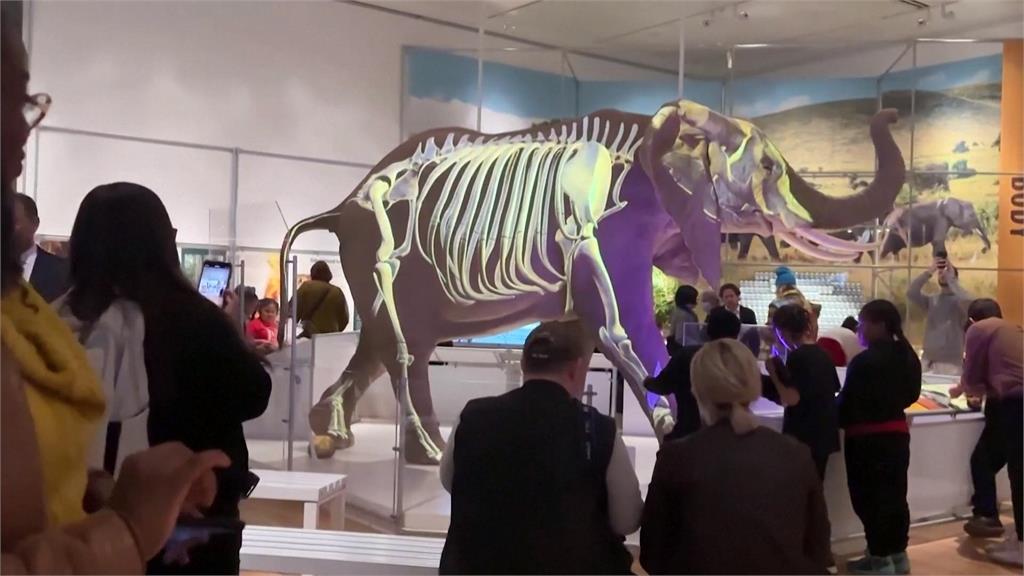 美國紐約自然史博物館「大象特展」　長毛象、侏儒象模型一比一還原
