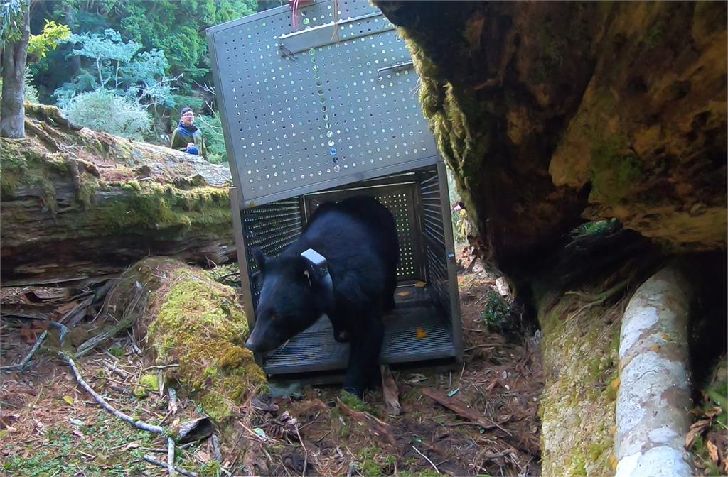 快新聞／錦屏母熊今野放 衛星追蹤項圈有助蒐集台灣黑熊生態