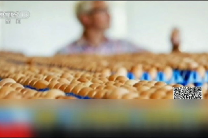 荷蘭雞蛋驗出殺蟲劑殘留 下架百萬顆