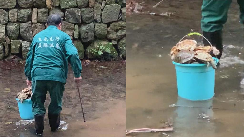香客放生惹禍！杭州靈隱寺山溪「烏龜集體暴斃」　屍體堆成小山畫面曝