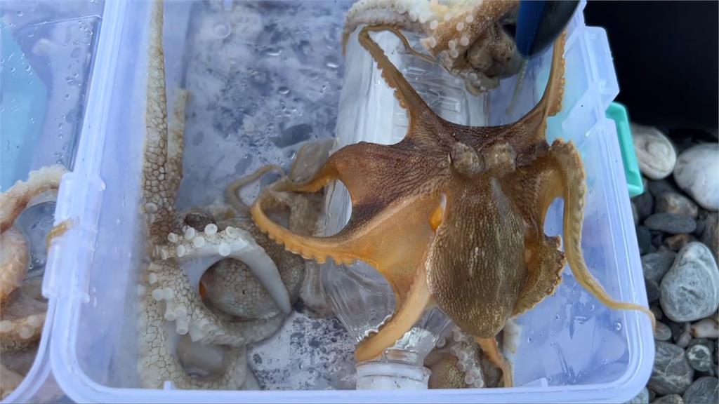 正值夏季「章魚」繁殖季節　花蓮七星潭湧釣客垂釣