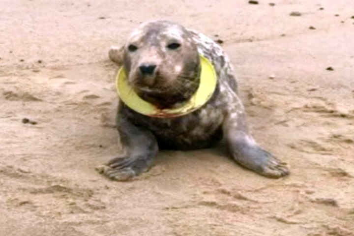 海洋污染太嚴重 小海豹遭飛盤「鎖喉」險沒命