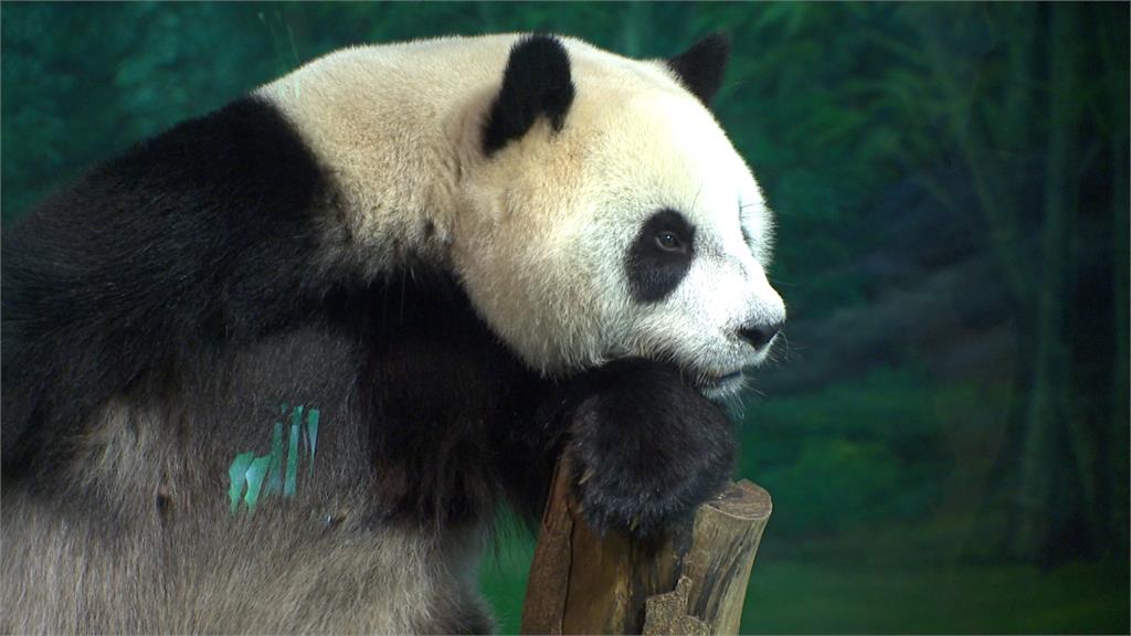 中國想送高雄貓熊 陳吉仲：石虎、台灣黑熊更需要關心