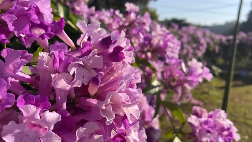 賞花要快！彰化芬園"仙草花秘境"大爆發 東外環道"蒜香藤花"綻放