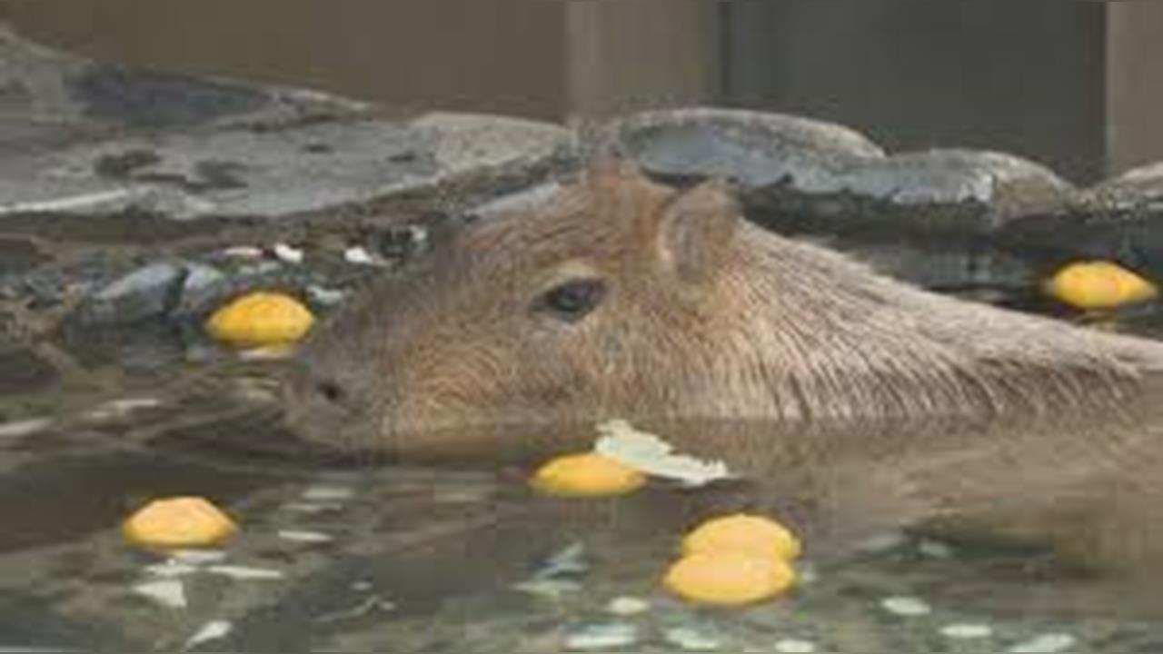 日本將入冬遊客爭睹銀杏　動物園水豚泡湯「萌樣」迷倒遊客