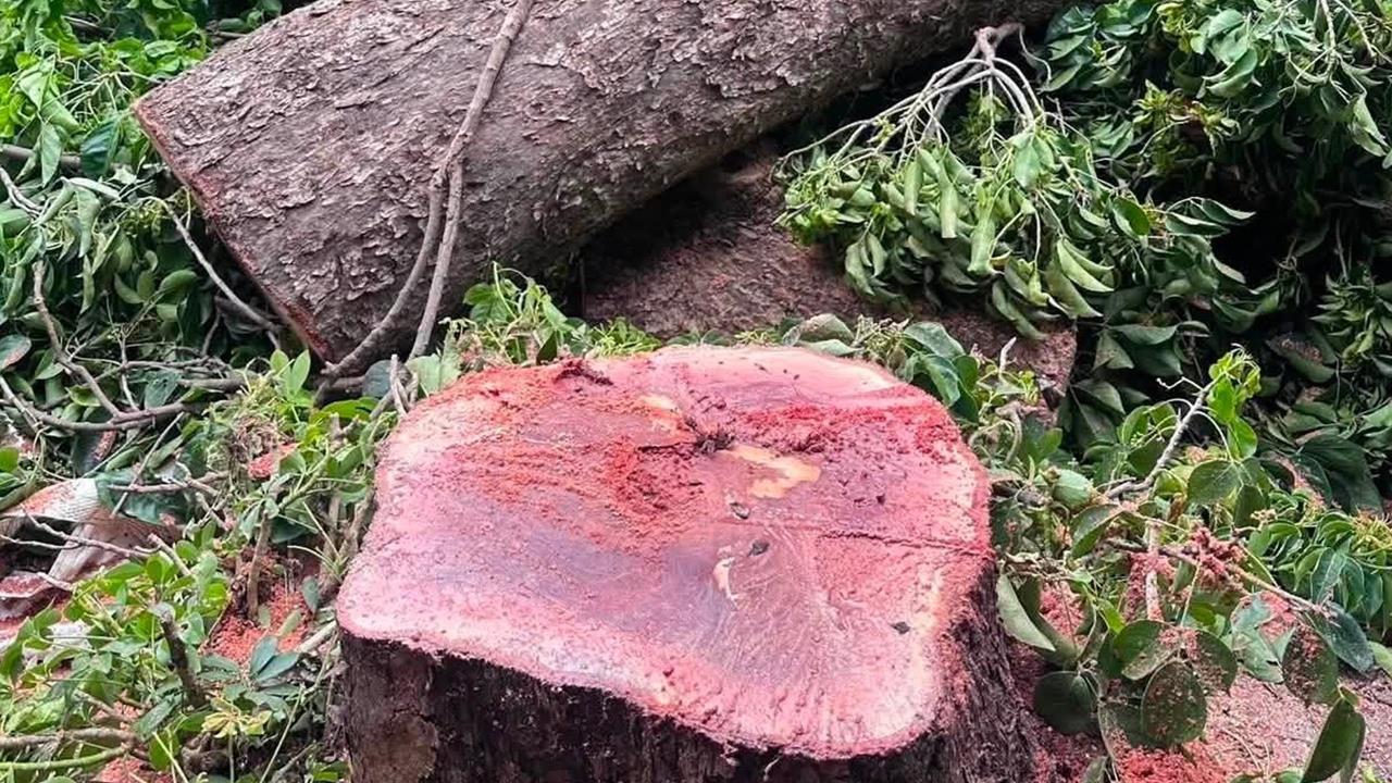 快新聞／移植變砍樹！東門巨木遭鋸「像流血」　北市府竟稱：不小心移除