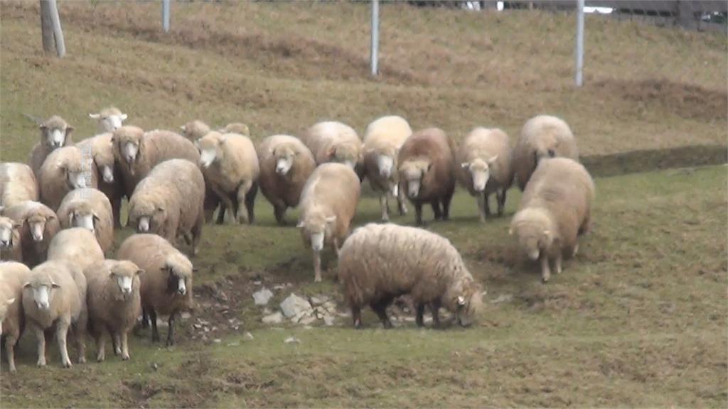 清境農場微解封首場綿羊秀　吸引三千人入園