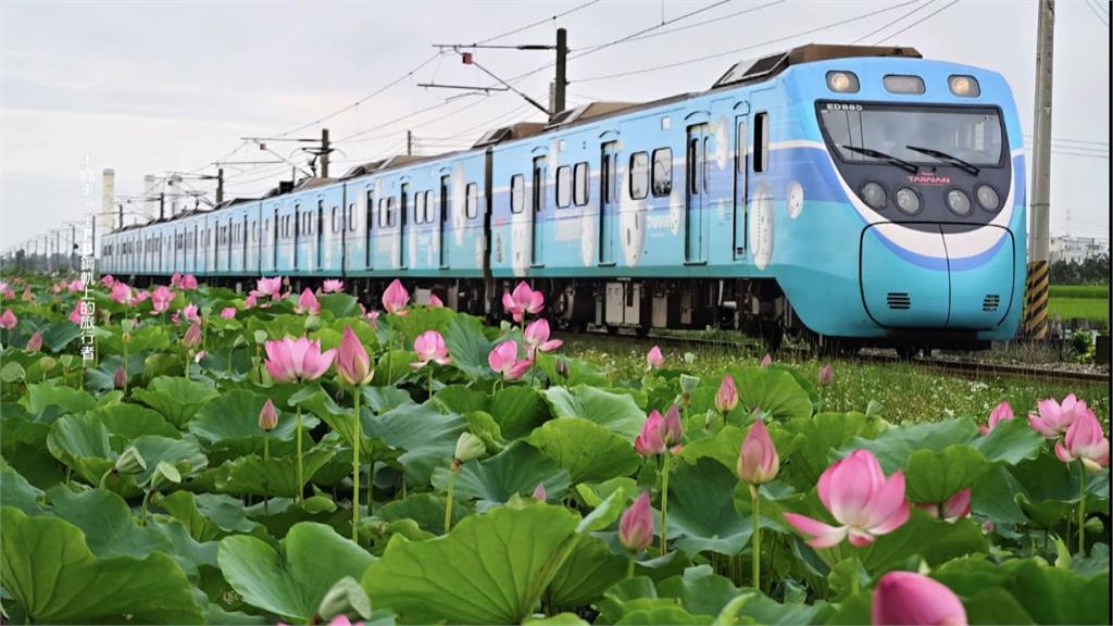 冠軍微笑列車將「卸妝」　遊客搶拍列車荷花照害煞停