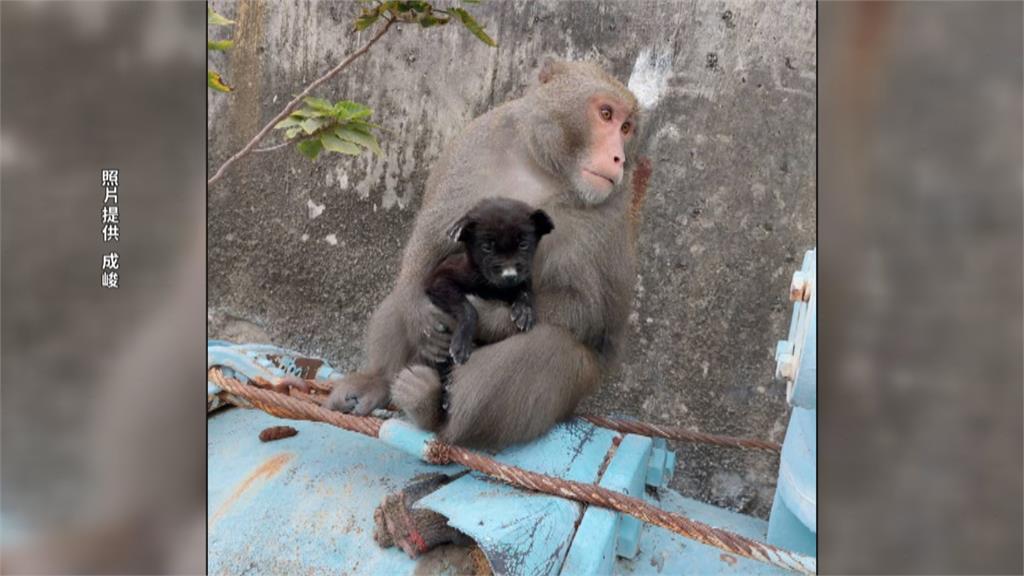 <em>獼猴</em>綁架小狗？爬樹也緊抱不放　民眾目擊憂心：快救救他！