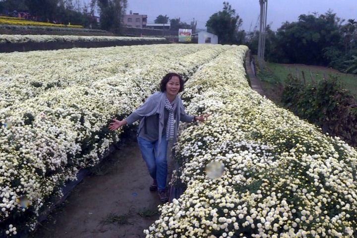 苗栗銅鑼杭菊遇害蟲 種植規模增加產量沒變