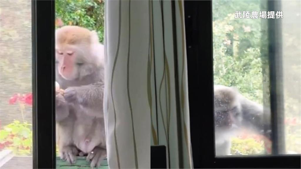 台灣獼猴「偷吃」不忘禮貌！闖辦公室嗑茶葉蛋⋯離開時「順手關窗」全被拍