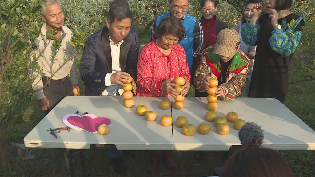 直播推廣斗六農產　陳美鳳、王中平體驗採茂谷柑