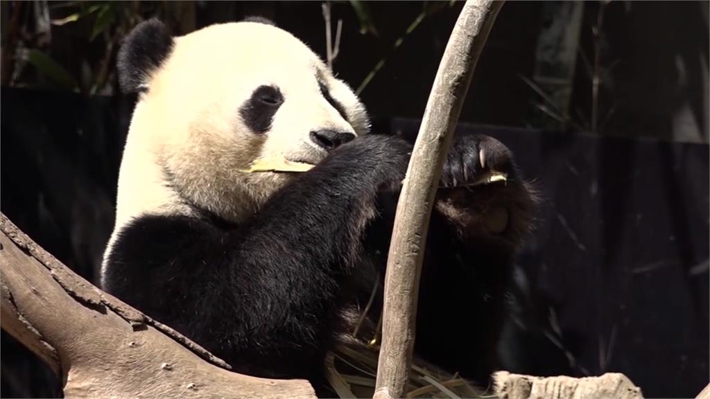 美國明星貓熊母子檔將回中國 美遊客搶看