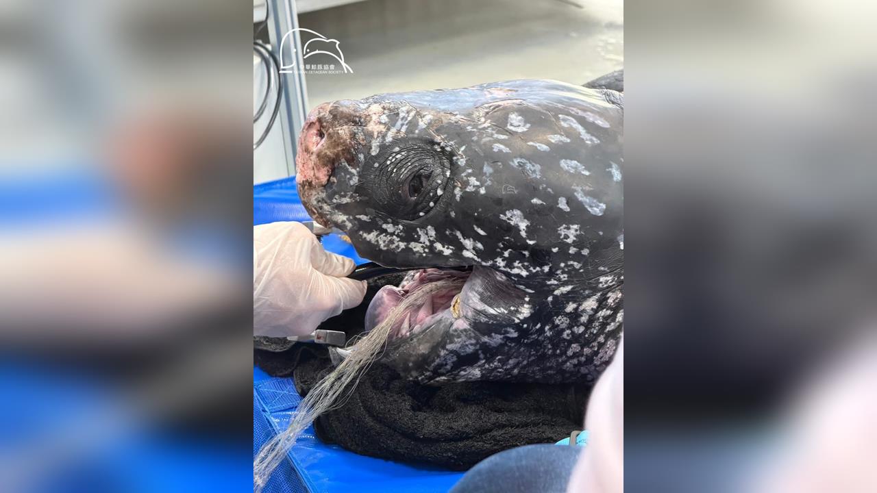 「近３百公斤保育類革龜」誤食漁網　經手術搶救仍不治