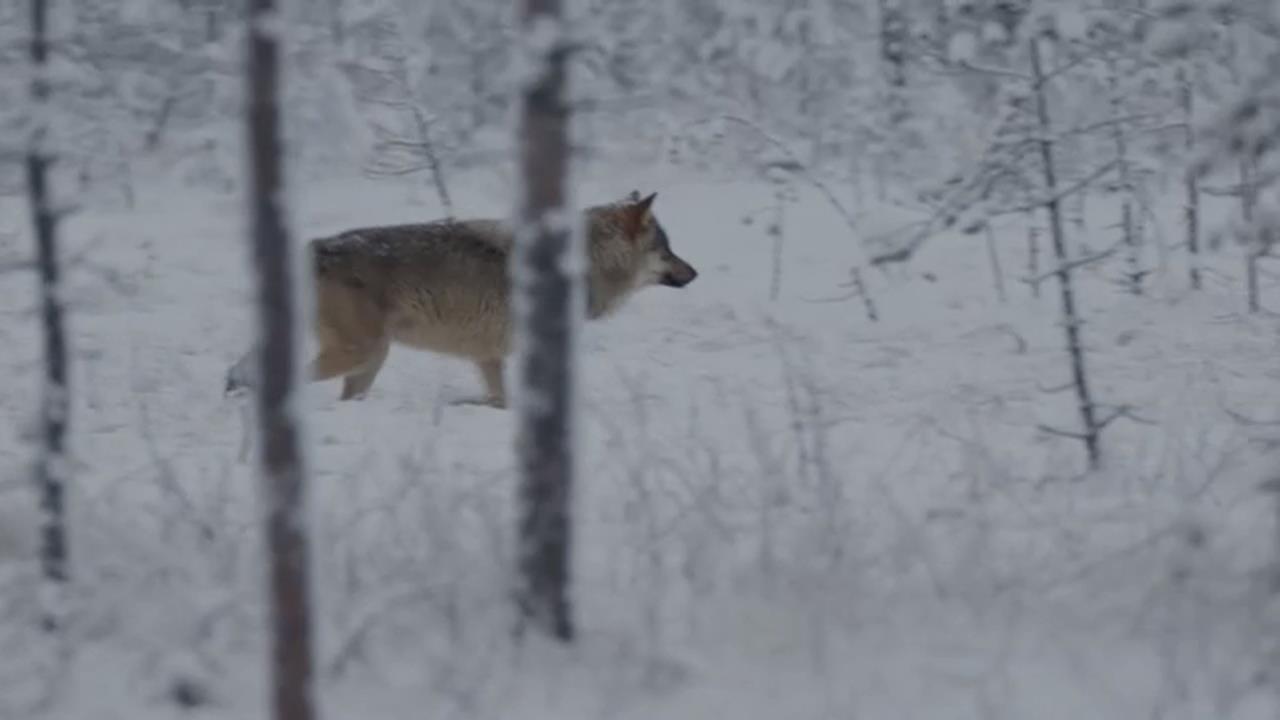 俄烏戰爭波及北極圈 俄狼越界吃芬蘭馴鹿