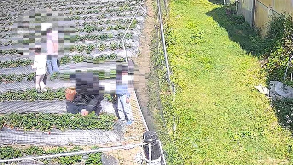 果農哭哭！小朋友開心採草莓　家長將「半籃草莓」放回田埂...嫌貴不付錢？