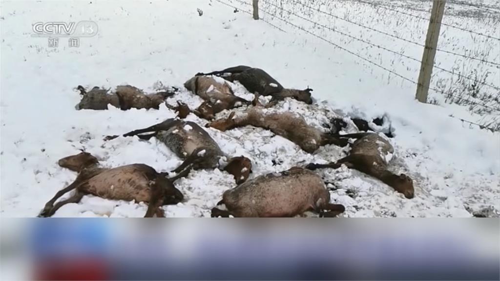 新疆降六月雪！逾400遊客受困 近500頭牛羊死亡
