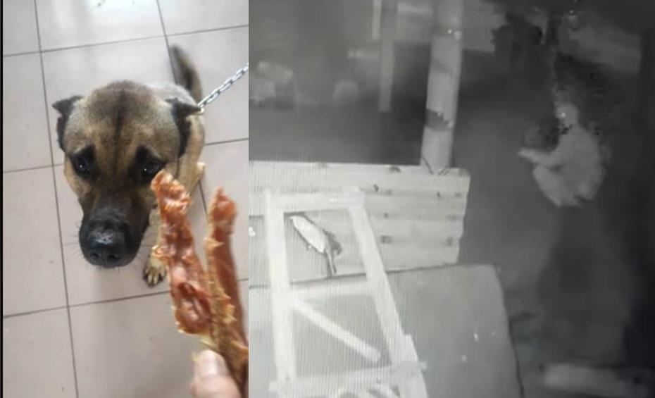快新聞／彰化惡男「開槍射殺」米克斯看門犬！遭警緝捕歸案　最高可被罰500萬
